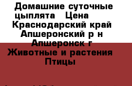 Домашние суточные цыплята › Цена ­ 50 - Краснодарский край, Апшеронский р-н, Апшеронск г. Животные и растения » Птицы   